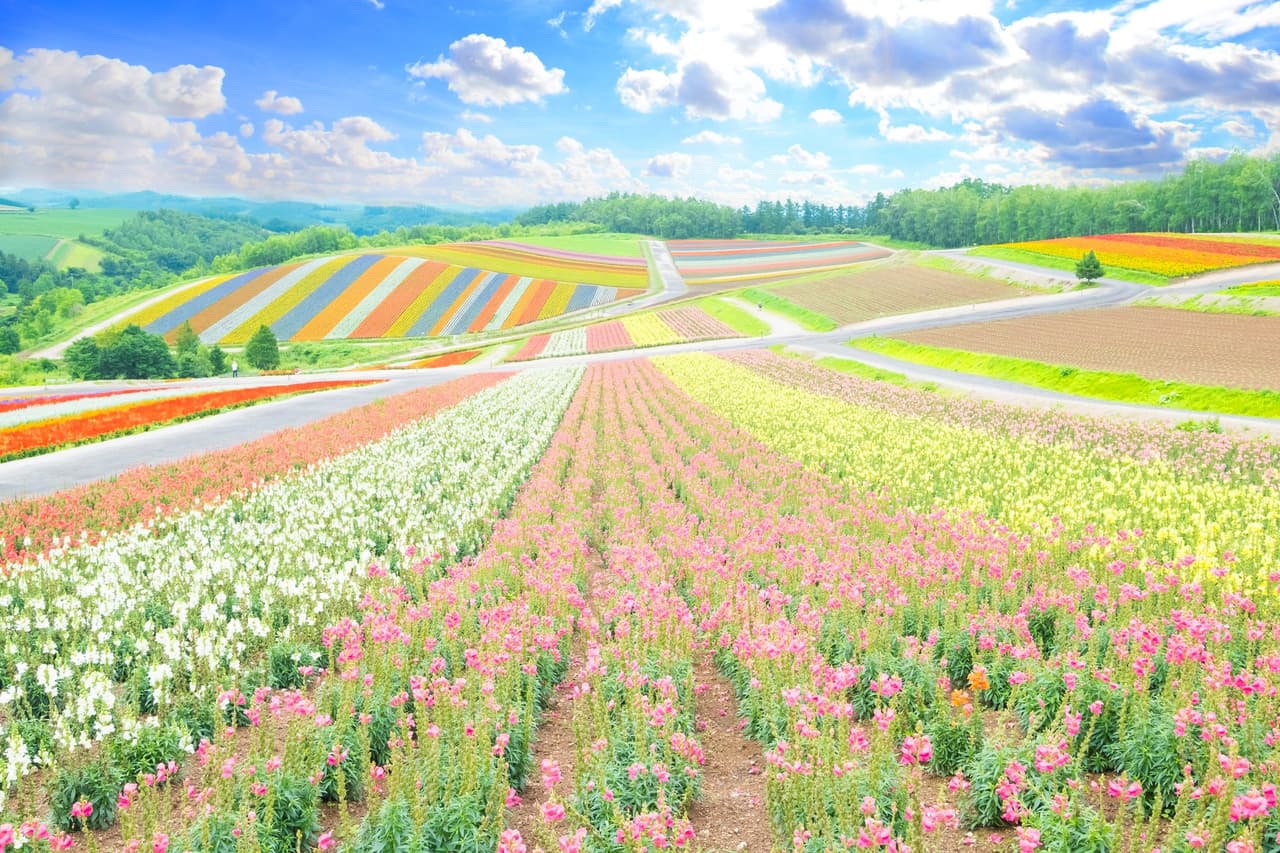 สวนชิคิไซโนะโอกะ (Shikisai no Oka)