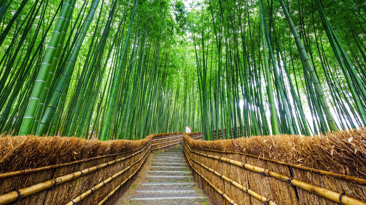 อาราชิยาม่า (Arashiyama)